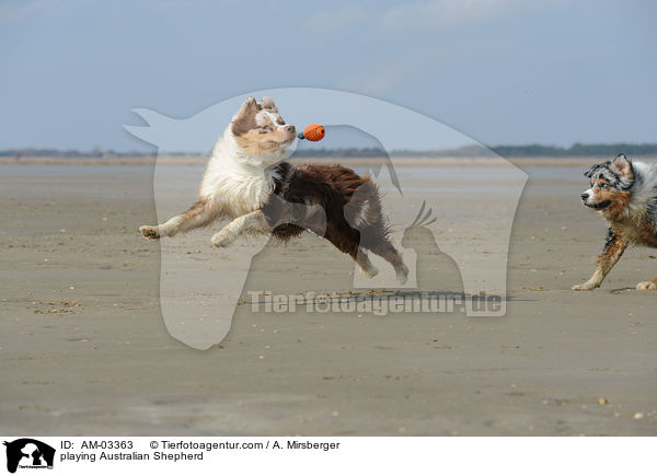 spielender Australian Shepherd / playing Australian Shepherd / AM-03363