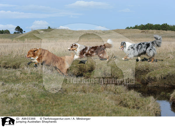 springende Australian Shepherds / jumping Australian Shepherds / AM-03366