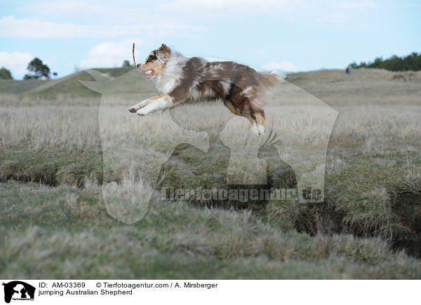 springender Australian Shepherd / jumping Australian Shepherd / AM-03369