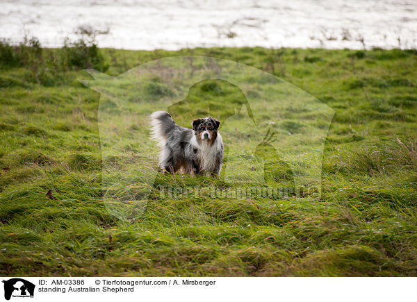 stehender Australian Shepherd / standing Australian Shepherd / AM-03386