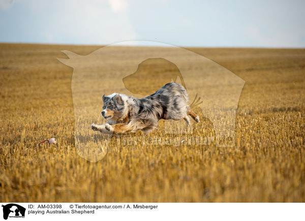 spielender Australian Shepherd / playing Australian Shepherd / AM-03398