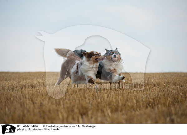 spielende Australian Shepherds / playing Australian Shepherds / AM-03404