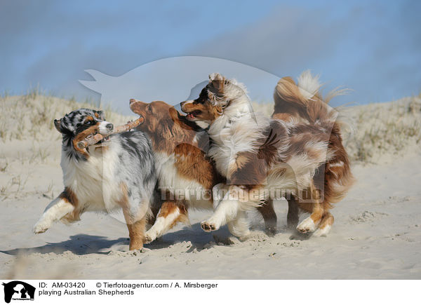 spielende Australian Shepherds / playing Australian Shepherds / AM-03420