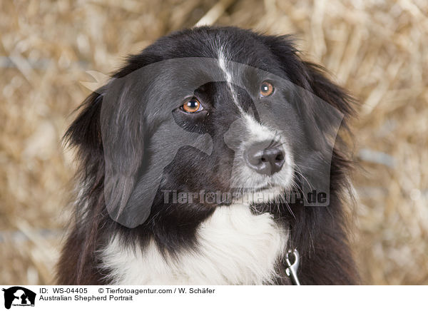 Australian Shepherd Portrait / Australian Shepherd Portrait / WS-04405