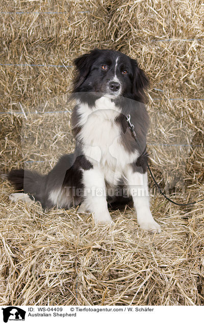 Australian Shepherd / Australian Shepherd / WS-04409