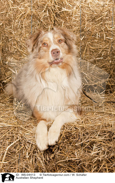 Australian Shepherd / Australian Shepherd / WS-04413