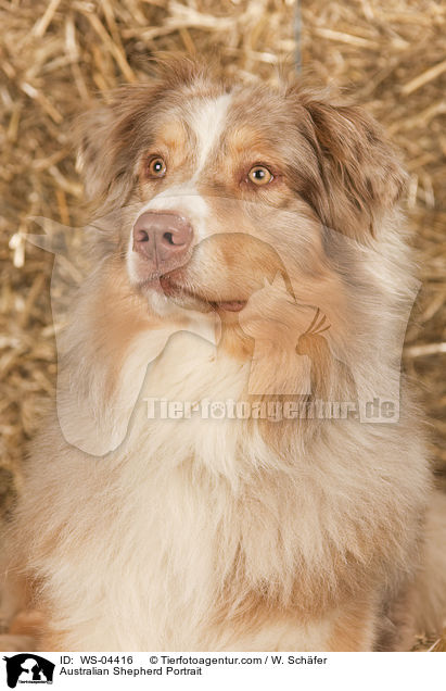 Australian Shepherd Portrait / Australian Shepherd Portrait / WS-04416