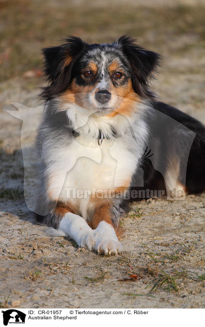 Australian Shepherd / Australian Shepherd / CR-01957