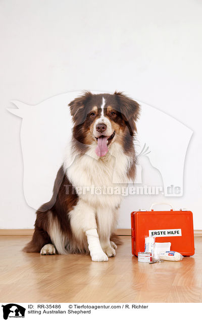 sitzender Australian Shepherd / sitting Australian Shepherd / RR-35486