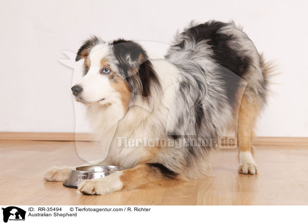 Australian Shepherd / Australian Shepherd / RR-35494