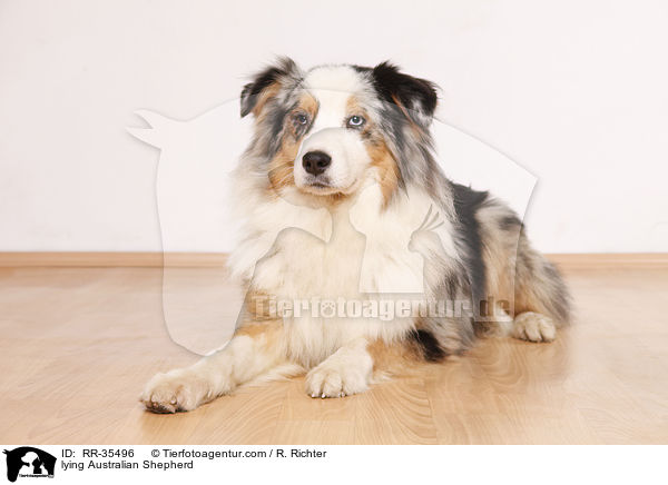 liegender Australian Shepherd / lying Australian Shepherd / RR-35496