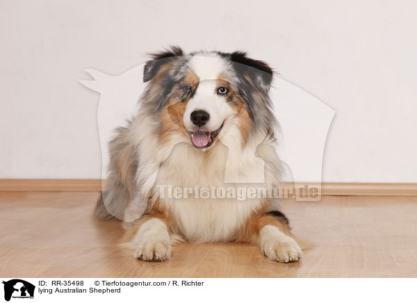 liegender Australian Shepherd / lying Australian Shepherd / RR-35498