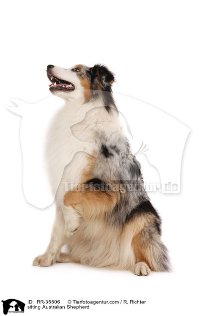 sitzender Australian Shepherd / sitting Australian Shepherd / RR-35506