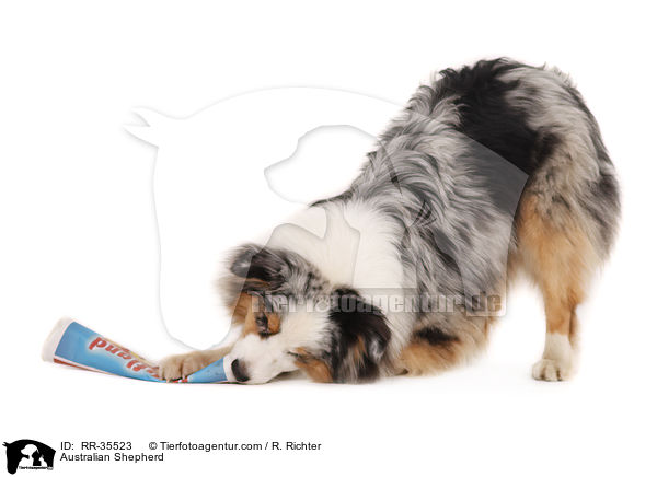 Australian Shepherd / Australian Shepherd / RR-35523