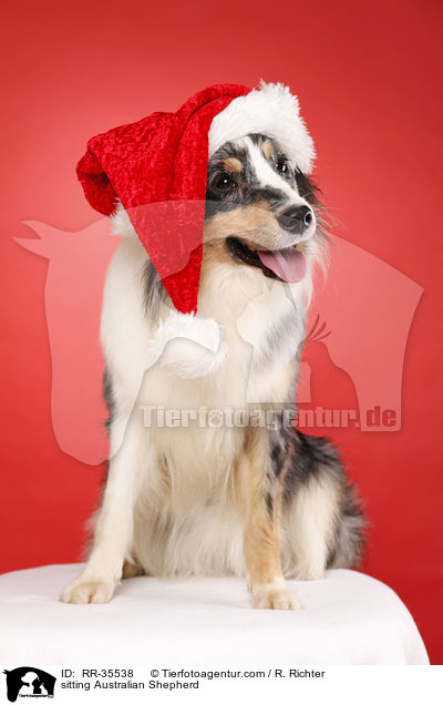 sitzender Australian Shepherd / sitting Australian Shepherd / RR-35538