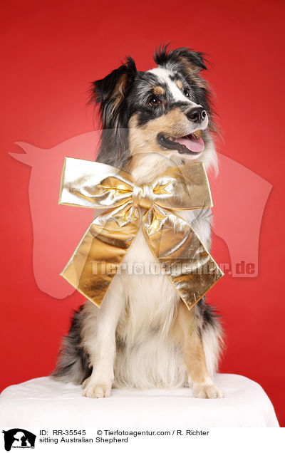 sitzender Australian Shepherd / sitting Australian Shepherd / RR-35545