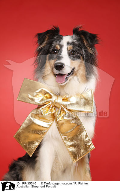 Australian Shepherd Portrait / Australian Shepherd Portrait / RR-35546