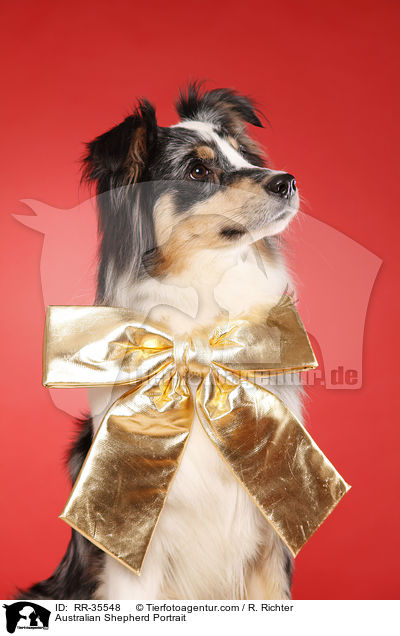 Australian Shepherd Portrait / Australian Shepherd Portrait / RR-35548