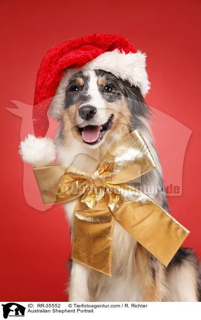 Australian Shepherd Portrait / Australian Shepherd Portrait / RR-35552