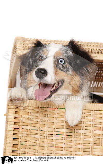 Australian Shepherd Portrait / Australian Shepherd Portrait / RR-35591