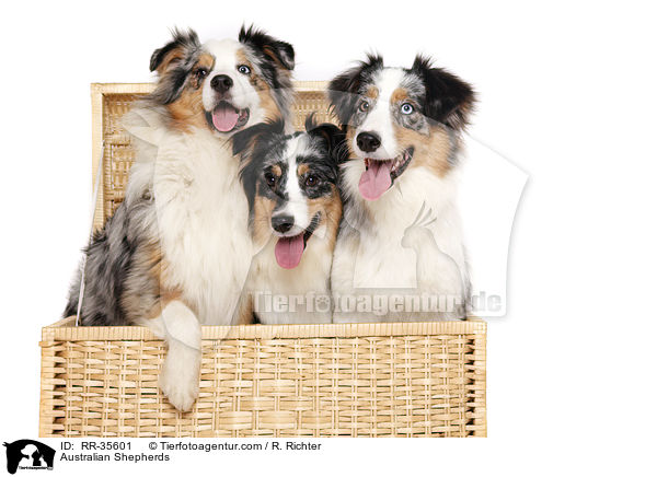 Australian Shepherds / Australian Shepherds / RR-35601