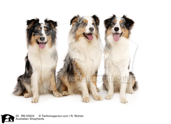 Australian Shepherds / Australian Shepherds / RR-35604