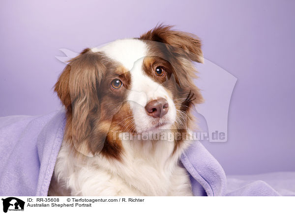 Australian Shepherd Portrait / Australian Shepherd Portrait / RR-35608