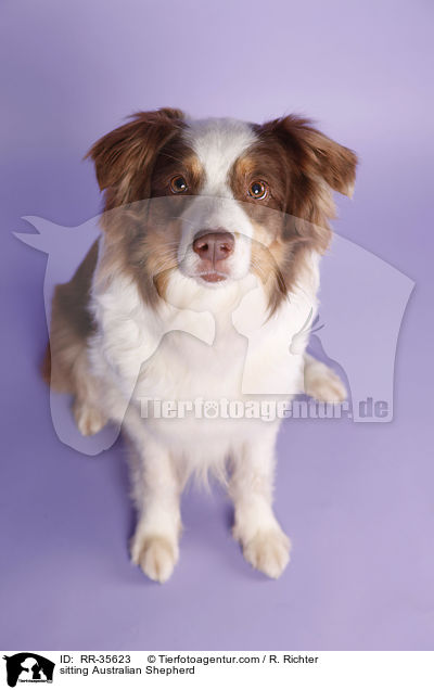 sitzender Australian Shepherd / sitting Australian Shepherd / RR-35623