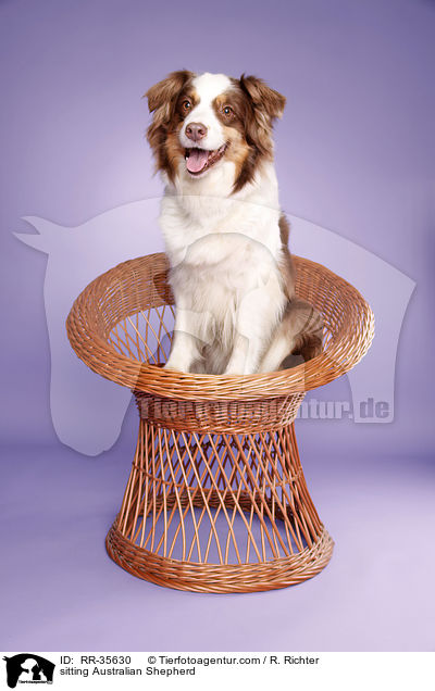 sitzender Australian Shepherd / sitting Australian Shepherd / RR-35630