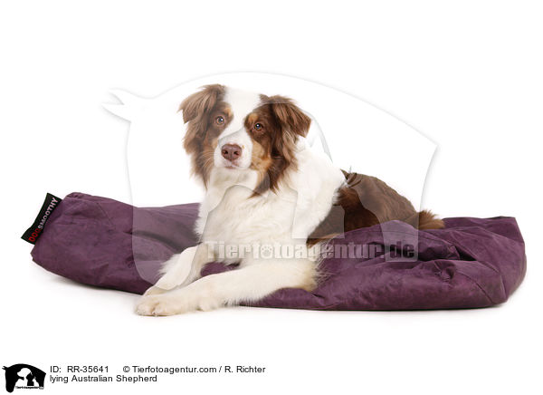 liegender Australian Shepherd / lying Australian Shepherd / RR-35641