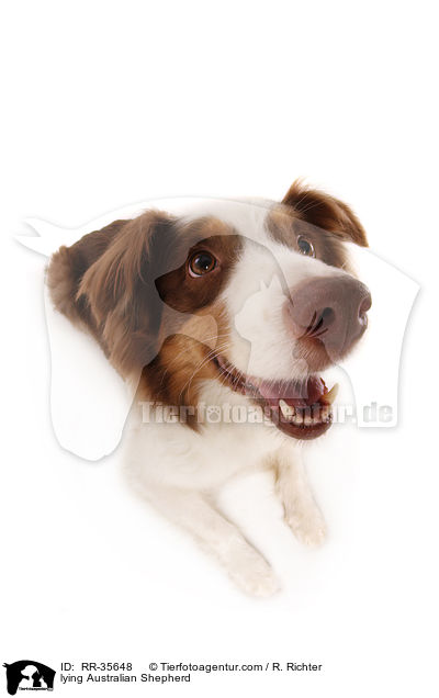 liegender Australian Shepherd / lying Australian Shepherd / RR-35648