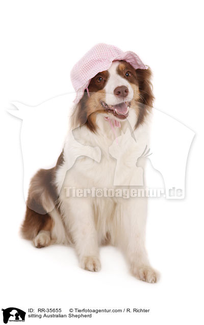 sitzender Australian Shepherd / sitting Australian Shepherd / RR-35655