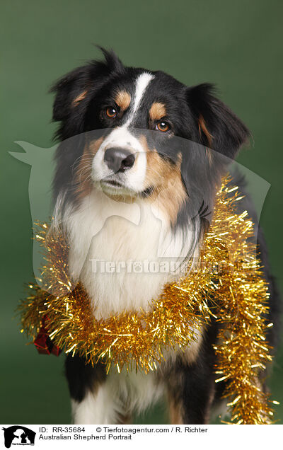 Australian Shepherd Portrait / Australian Shepherd Portrait / RR-35684