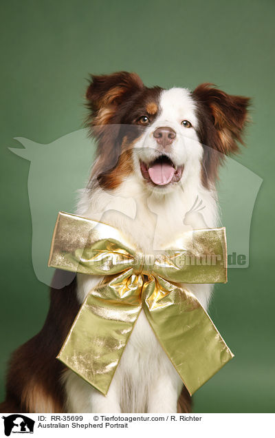 Australian Shepherd Portrait / Australian Shepherd Portrait / RR-35699