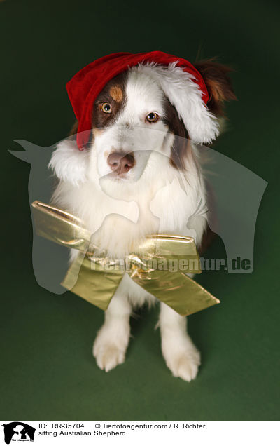 sitzender Australian Shepherd / sitting Australian Shepherd / RR-35704