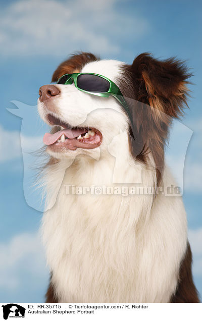 Australian Shepherd Portrait / Australian Shepherd Portrait / RR-35715