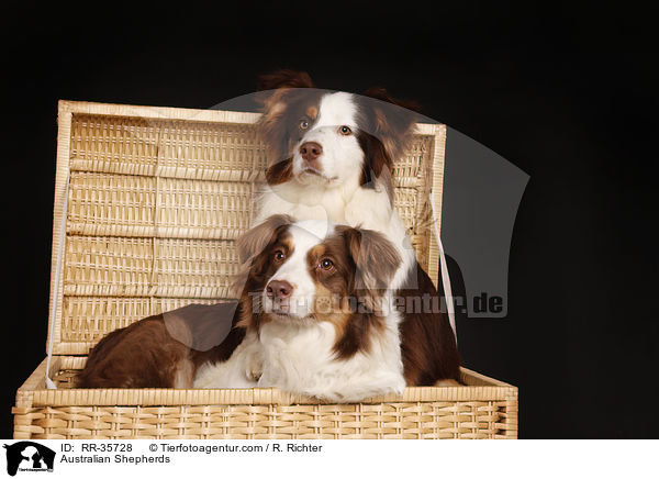 Australian Shepherds / Australian Shepherds / RR-35728