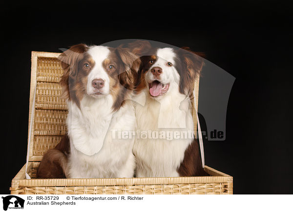 Australian Shepherds / Australian Shepherds / RR-35729