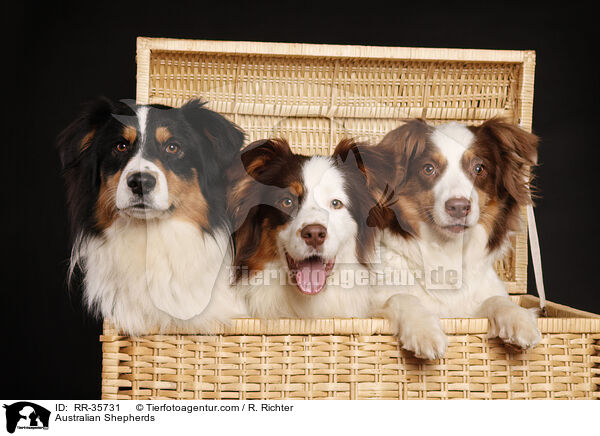 Australian Shepherds / Australian Shepherds / RR-35731