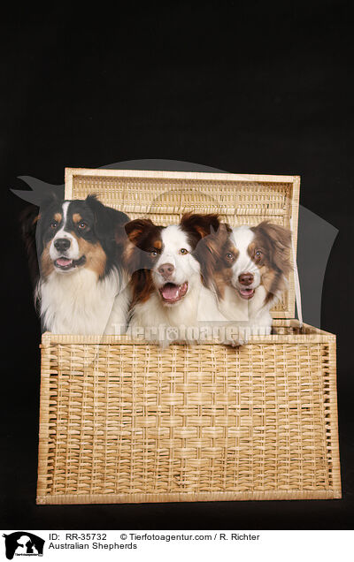 Australian Shepherds / Australian Shepherds / RR-35732