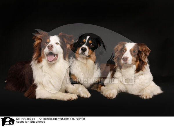 Australian Shepherds / Australian Shepherds / RR-35734