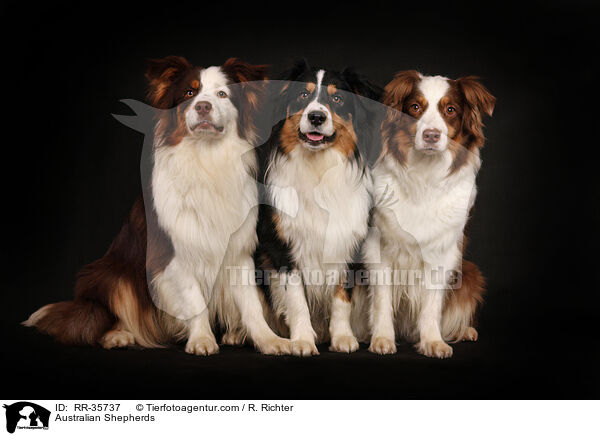 Australian Shepherds / Australian Shepherds / RR-35737