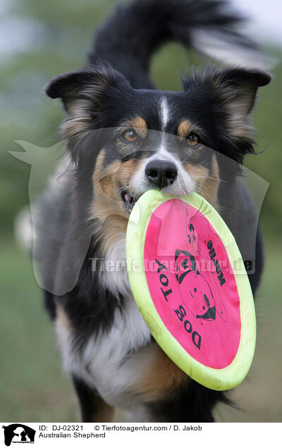 Australian Shepherd / Australian Shepherd / DJ-02321