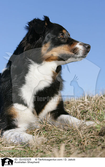 Australian Shepherd / Australian Shepherd / DJ-02325