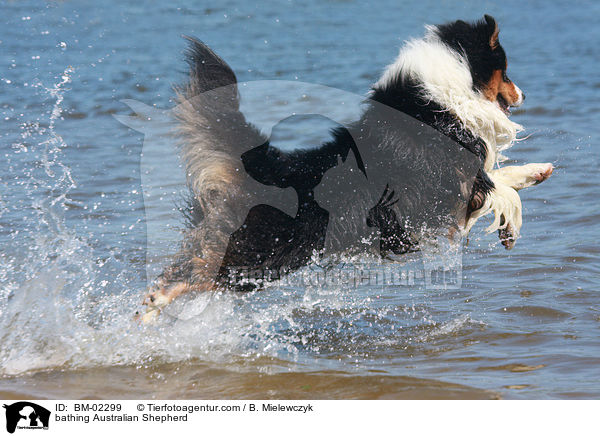 badender Australian Shepherd / bathing Australian Shepherd / BM-02299