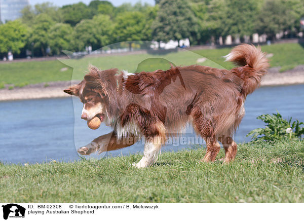 spielender Australian Shepherd / playing Australian Shepherd / BM-02308