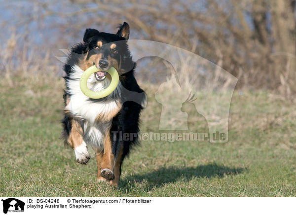 spielender Australian Shepherd / playing Australian Shepherd / BS-04248