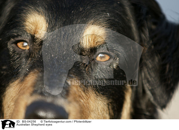 Australian Shepherd eyes / BS-04256