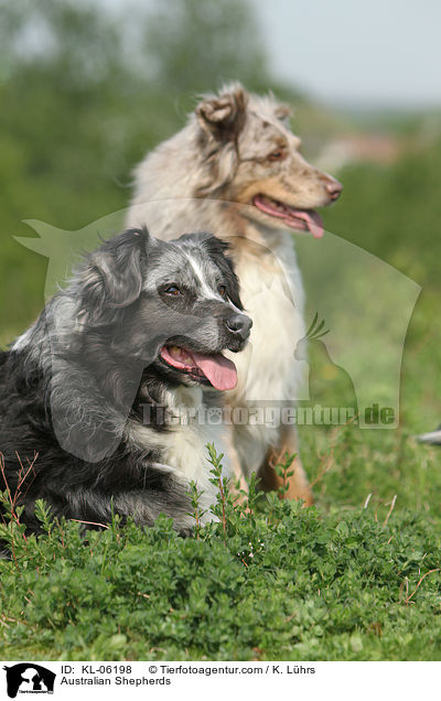 Australian Shepherds / Australian Shepherds / KL-06198