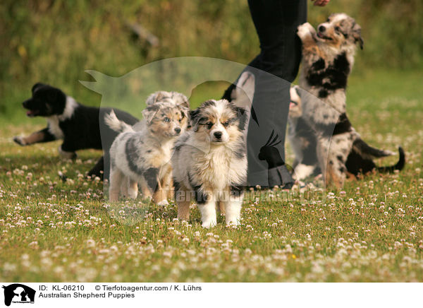 Australian Shepherd Welpen / Australian Shepherd Puppies / KL-06210